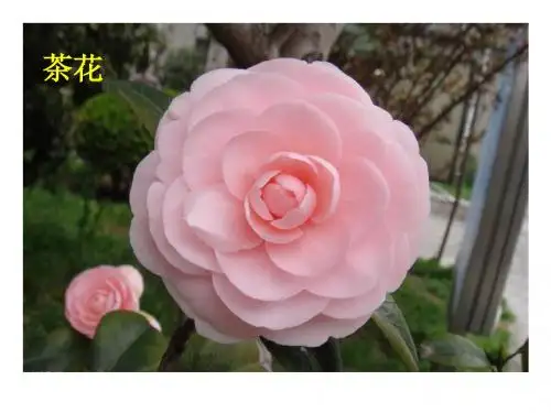 开花和结果