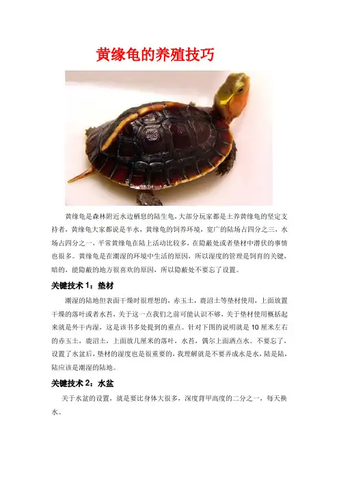 黄缘龟的饲养技巧