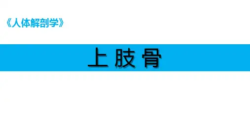 人体解剖学课件：上肢骨