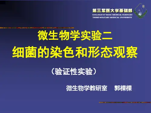 实验2 细菌的染色和形态观察