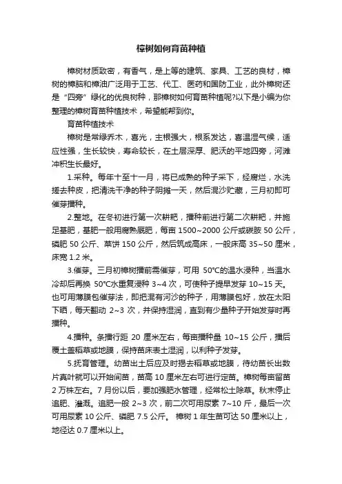 樟树如何育苗种植