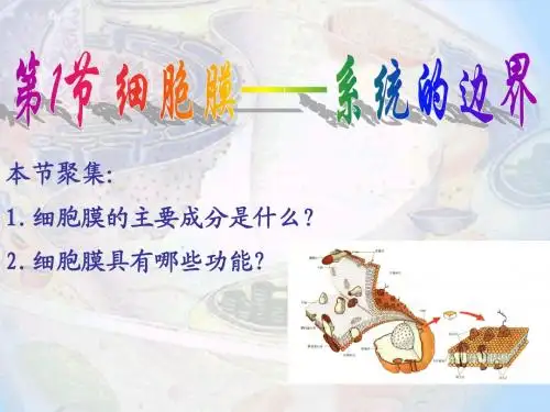 细胞膜--系统的边界4