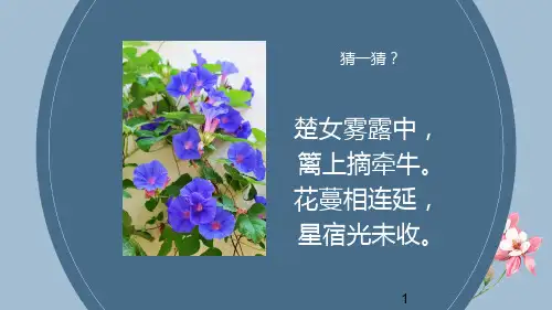 第八课写意花卉课件人美版初中美丽七年级下册
