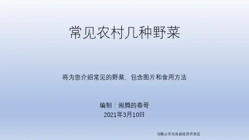 生活中常见野菜