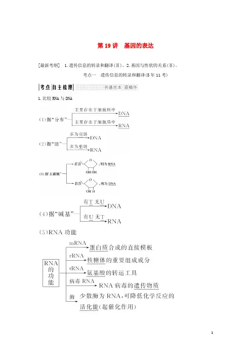 高考生物一轮复习 第六单元 遗传的分子基础 第19讲 基因的表达学案