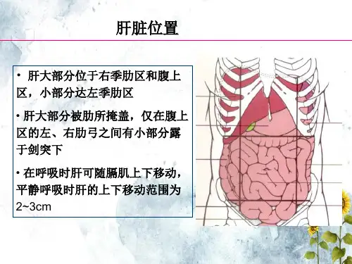 正常肝脏解剖和组织结构文档ppt