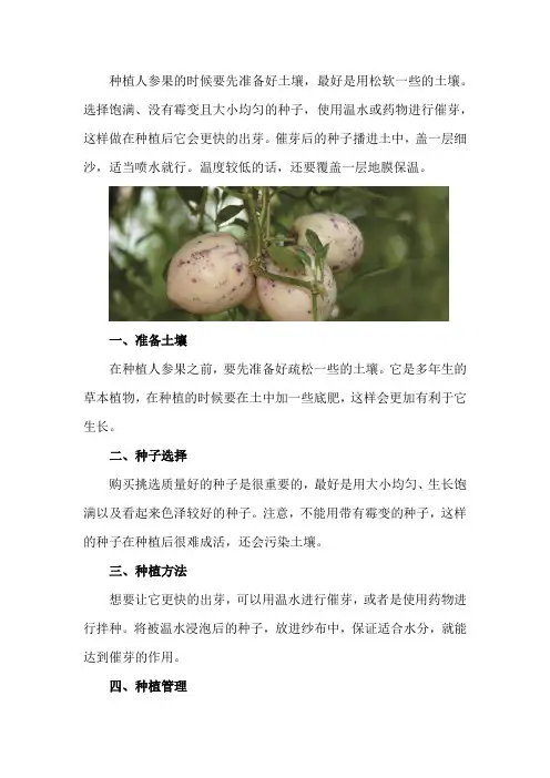 人参果怎么种植