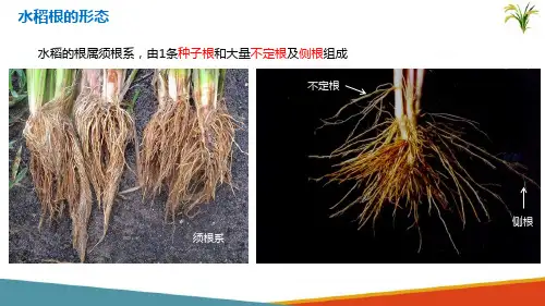 南方水稻生产—水稻的根