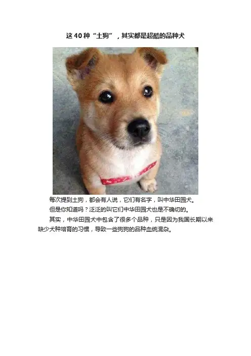这40种“土狗”，其实都是超酷的品种犬