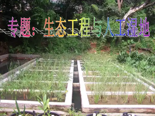 潜流人工湿地