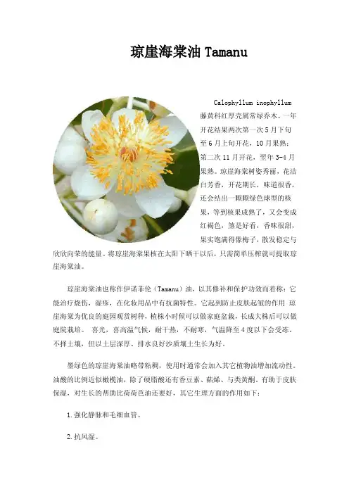 琼崖海棠油Tamanu