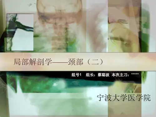 局部解剖学课前讲稿-颈部(二)