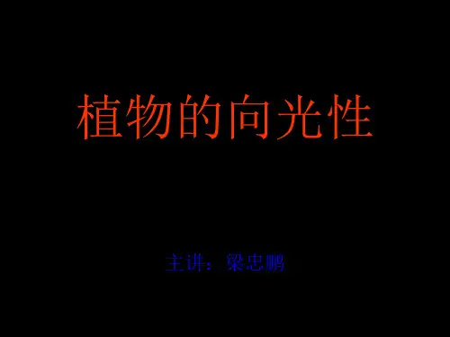 植物向光性实验