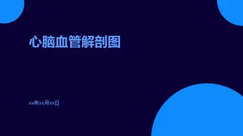 心脑血管解剖图