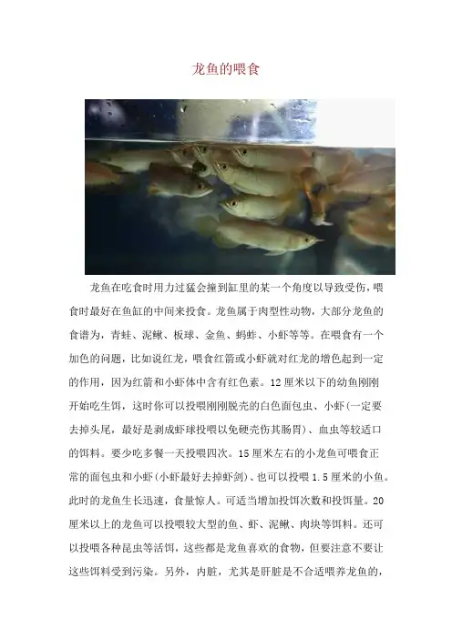 龙鱼的喂食