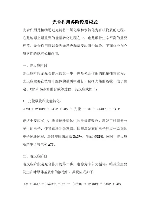光合作用各阶段反应式