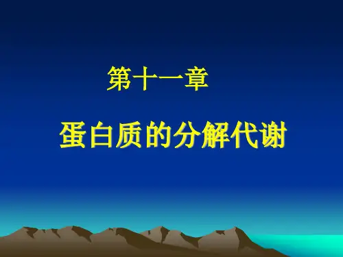 蛋白质分解代谢