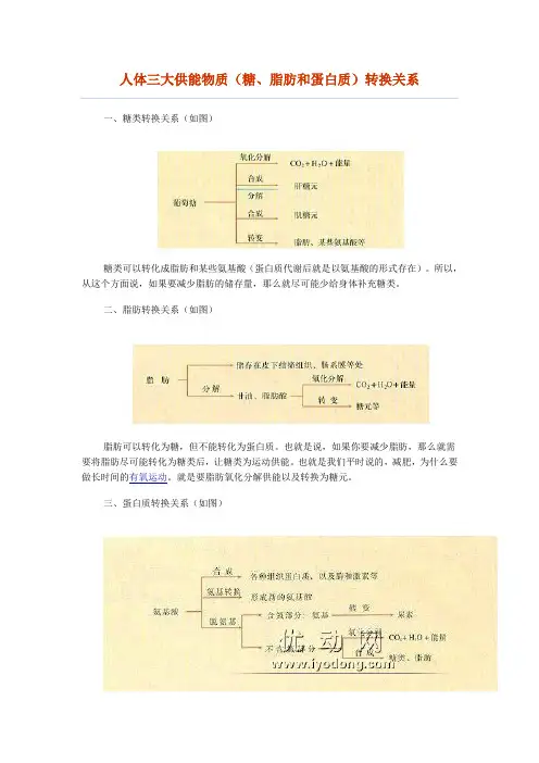 糖类、脂肪、蛋白质关系