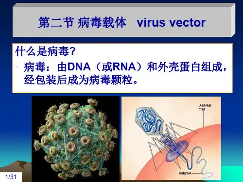 基因工程第三章克隆载体-2共32页