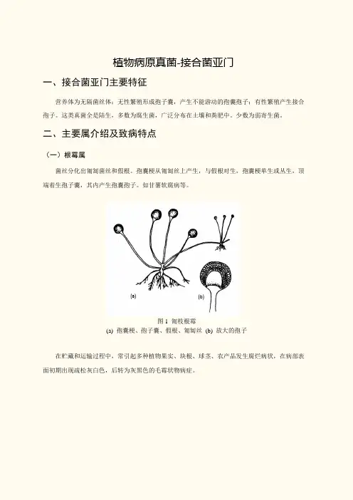 植物病原真菌-接合菌亚门