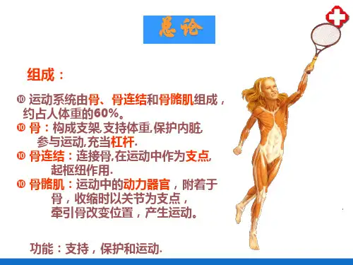 运动系统(人体解剖生理学)