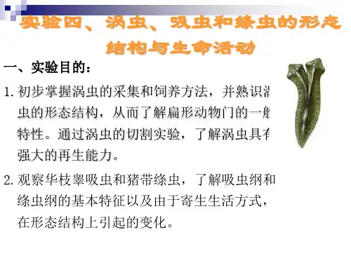 第四实验、 扁形动物门 ( Platyhelminthes)