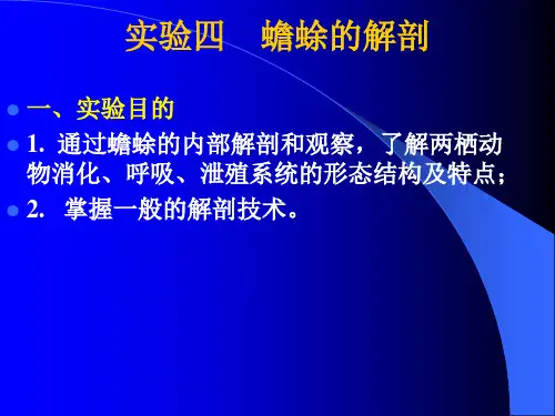 蟾蜍的解剖