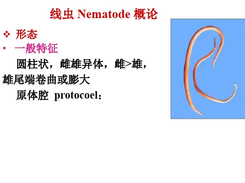 人体寄生虫学-副本线虫概论、蛔虫、鞭虫、蛲虫