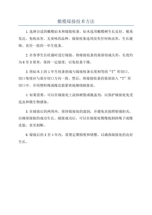 橄榄嫁接技术方法