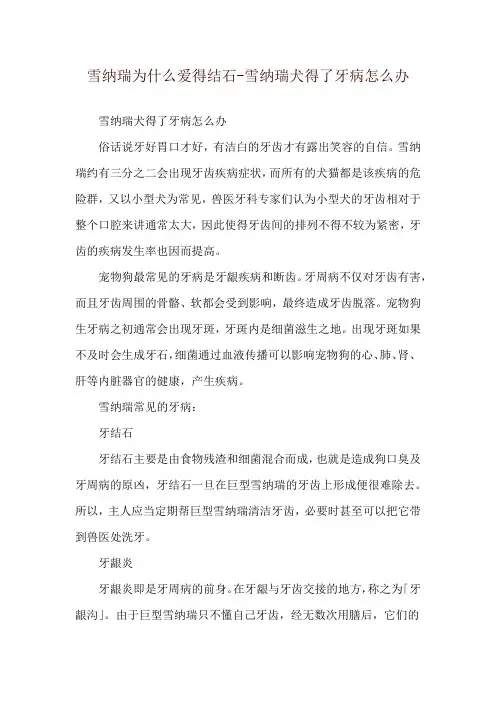 雪纳瑞为什么爱得结石-雪纳瑞犬得了牙病怎么办