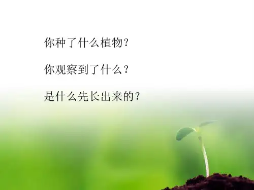三年级下册科学课件-1.3 我们先看到了根｜教科版 (共17张PPT) (1)