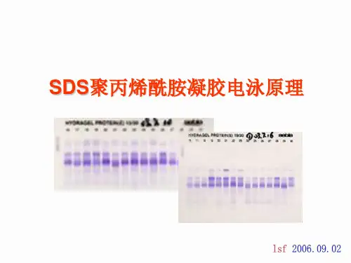 SDS-PAGE原理