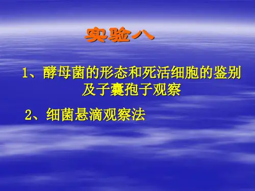 实验7_酵母菌的形态观察及死活细胞的鉴别