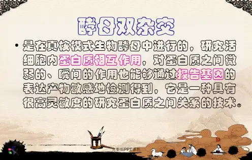 酵母双杂交酵母单杂交酵母三杂交完整ppt课件