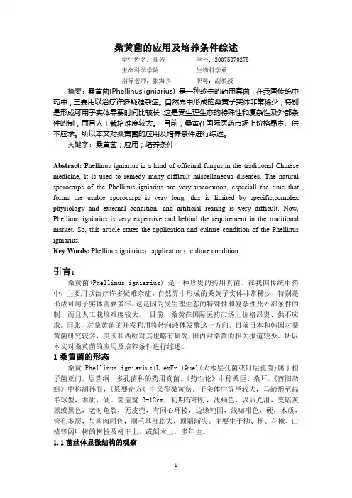 桑黄菌的应用及培养条件