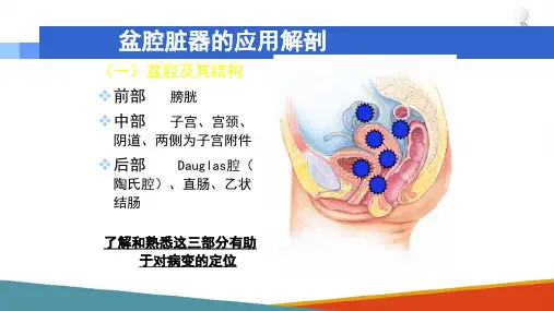 妇科超声探测技术 妇科超声解剖基础