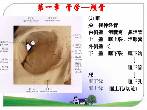 骨学4人体解剖学教学.ppt