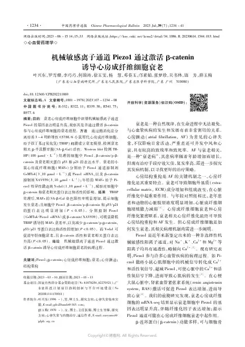 机械敏感离子通道Piezo1通过激活β-catenin诱导心房成纤维细胞衰老