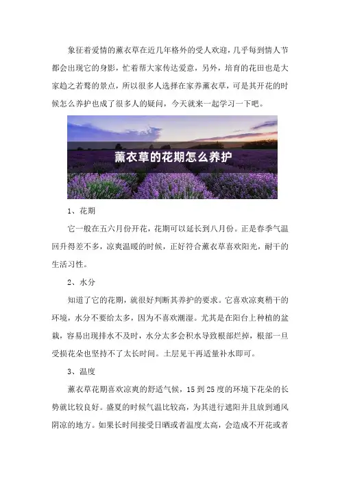 薰衣草的花期怎么养护_1