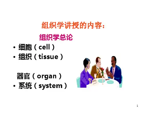 组织学与胚胎学-上皮组织-2013