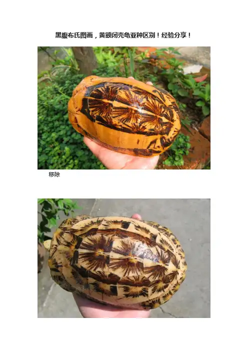 黑腹布氏图画，黄额闭壳龟亚种区别！经验分享！