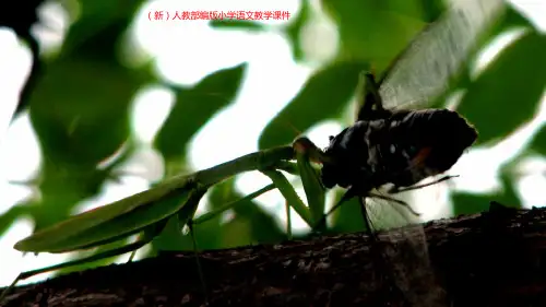 (新)人教部编版小学语文《10、螳螂捕蝉》教学课件