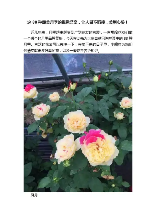 这88种最美月季的视觉盛宴，让人目不暇接，美到心醉！