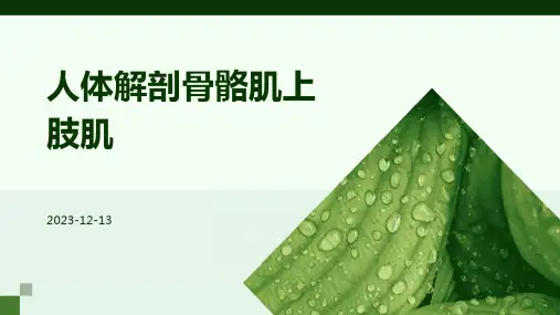 人体解剖骨骼肌上肢肌 