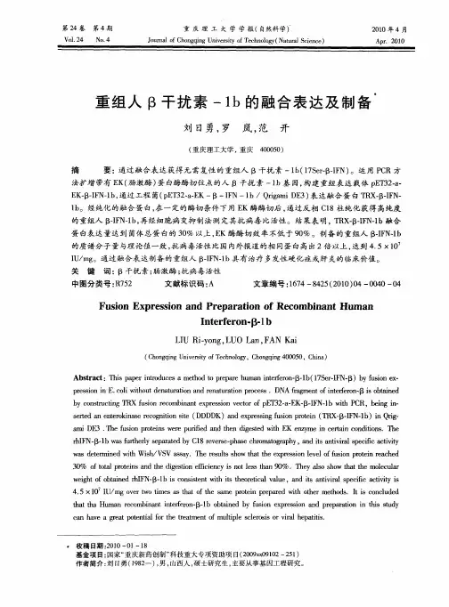 重组人β干扰素-1b的融合表达及制备