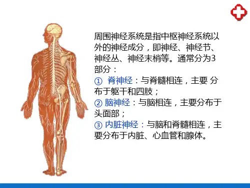 周围神经系统—脊神经(人体解剖学)