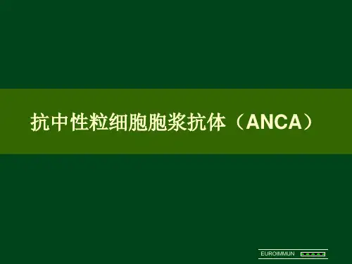 ANCA荧光判读与讲解