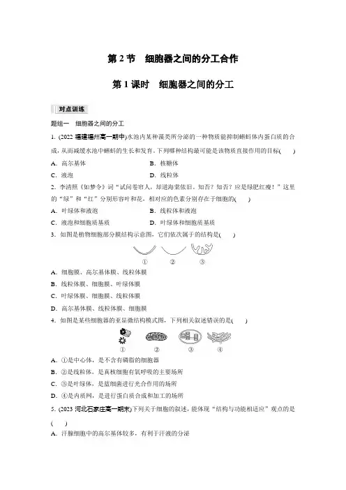 高中生物必修一 同步讲义第3章 第2节 第1课时 细胞器之间的分工