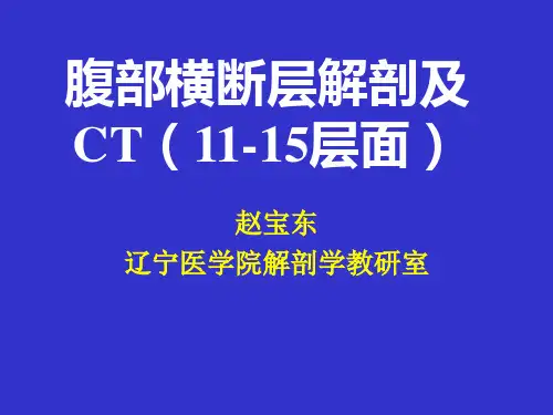 腹部横断层解剖及CT(11-15)