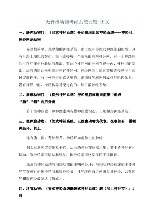 无脊椎动物神经系统比较-图文